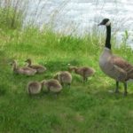 Mother Goose Fetches Police Officer After Baby Gets Tangled in String